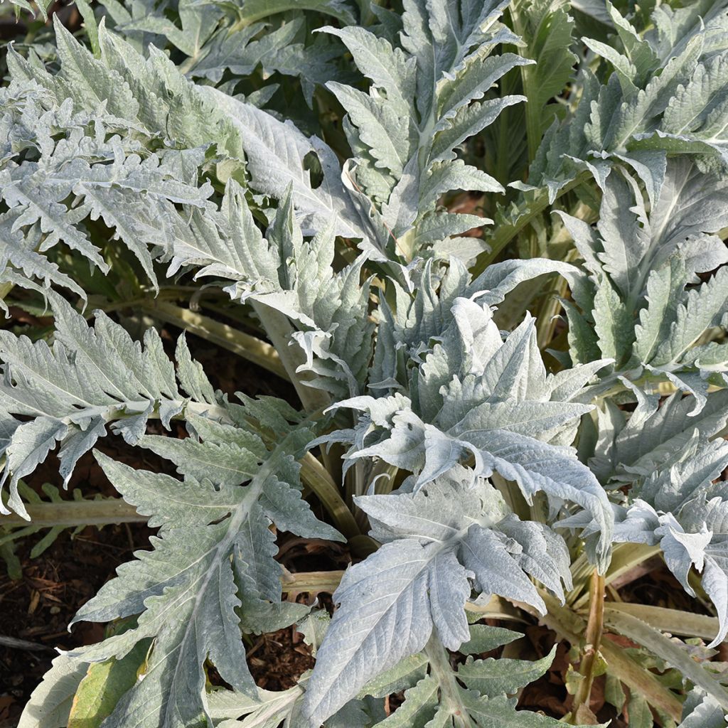 Cynara cardunculus var. altilis - Cardo