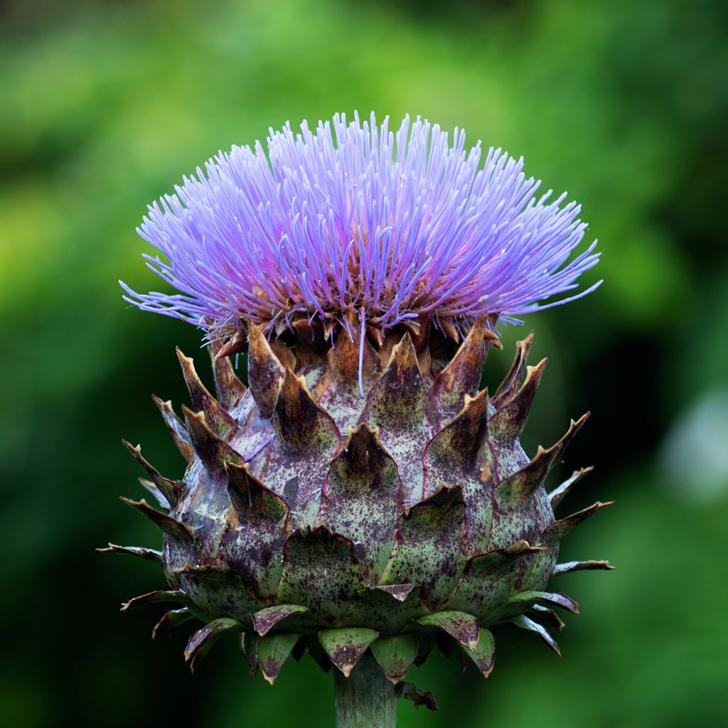 Cynara cardunculus var. altilis - Cardo