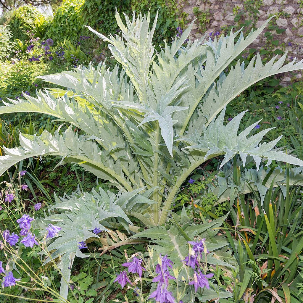 Cynara cardunculus var. altilis - Cardo