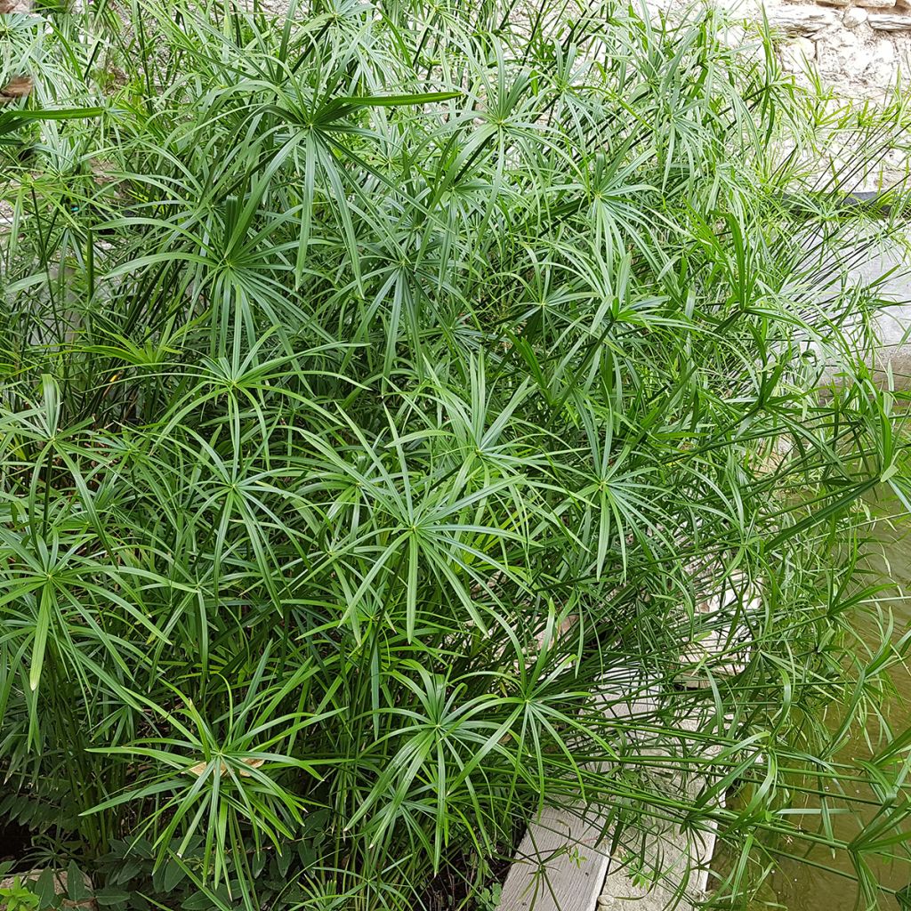 Cyperus alternifolius - Falso papiro