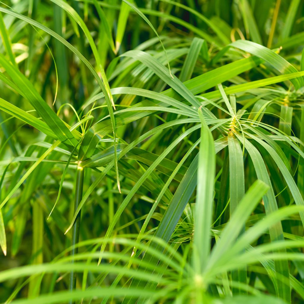 Cyperus alternifolius - Falso papiro