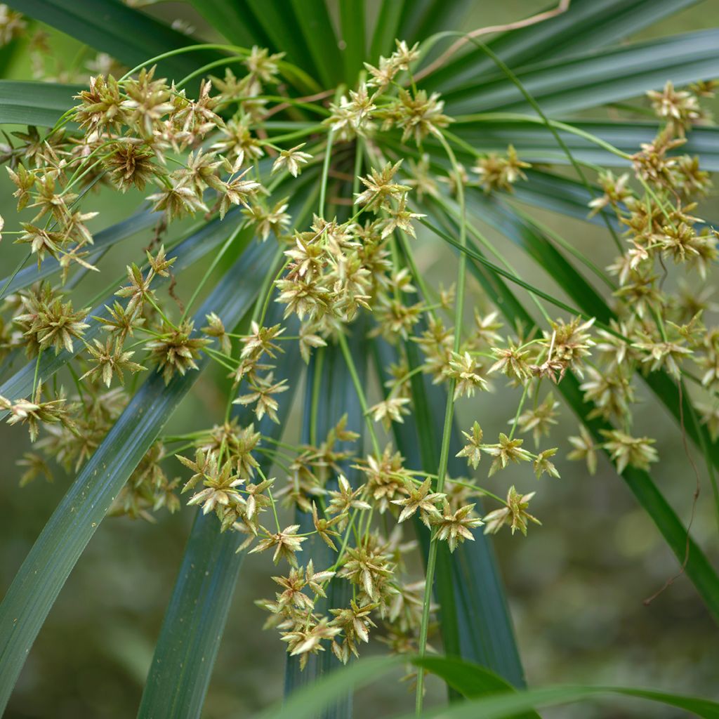 Cyperus alternifolius - Falso papiro