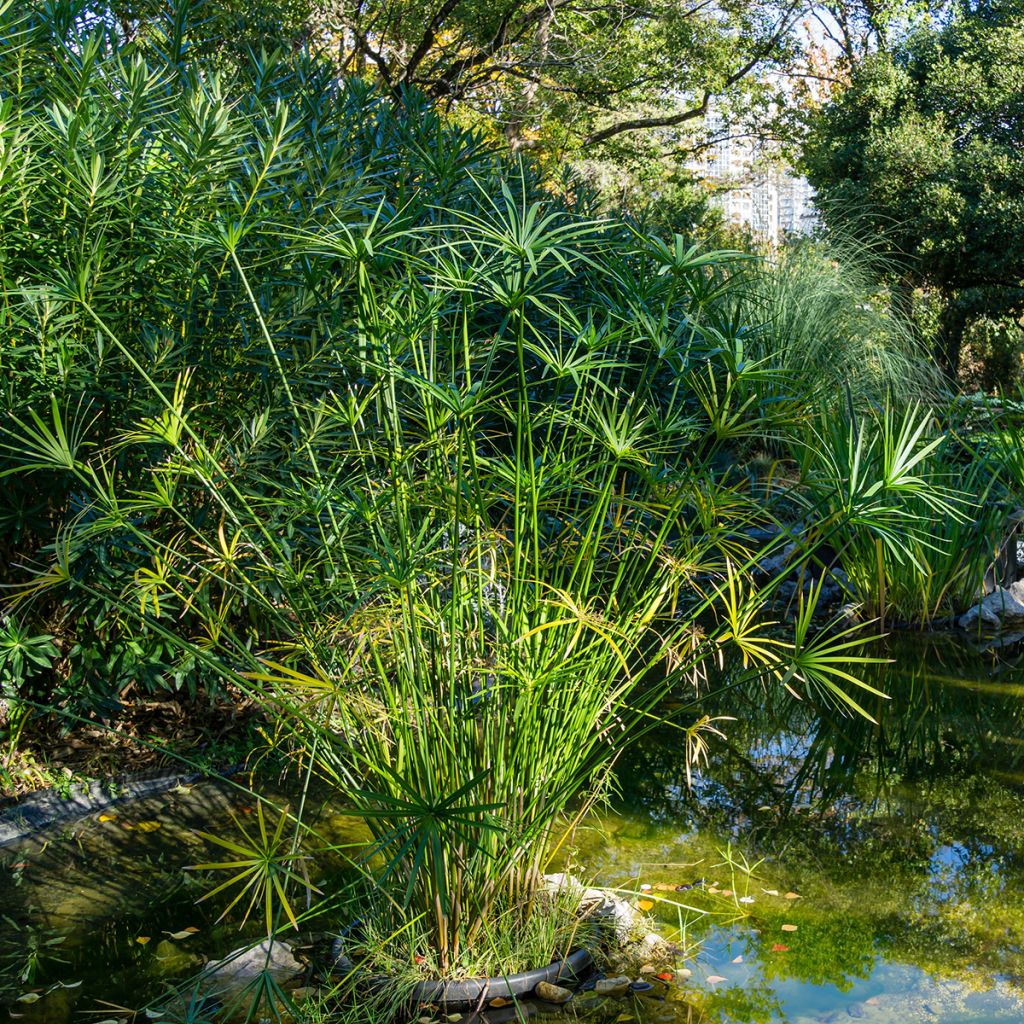 Cyperus alternifolius - Falso papiro