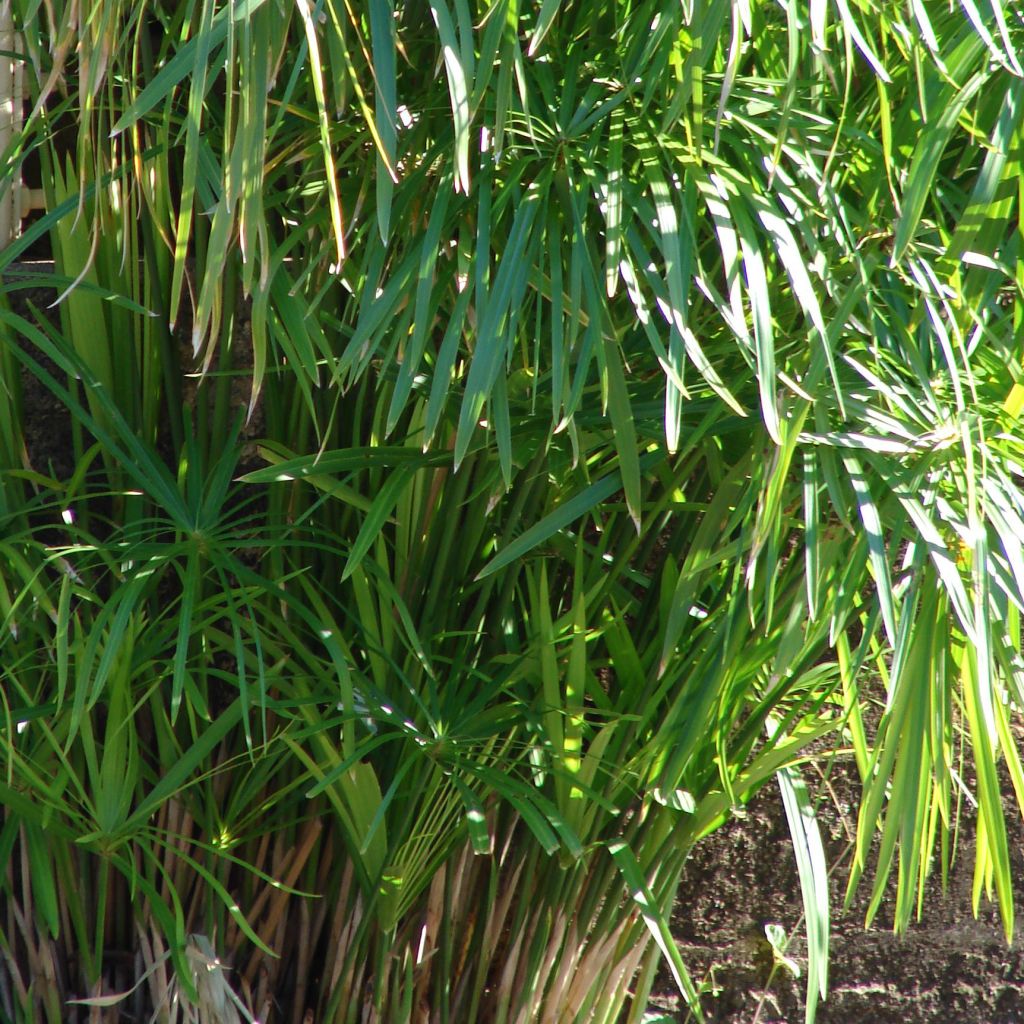 Cyperus involucratus