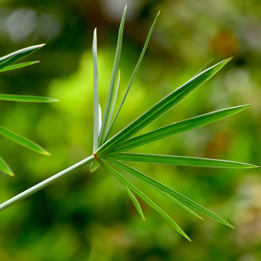 Cyperus involucratus - Cipero a foglie alterne