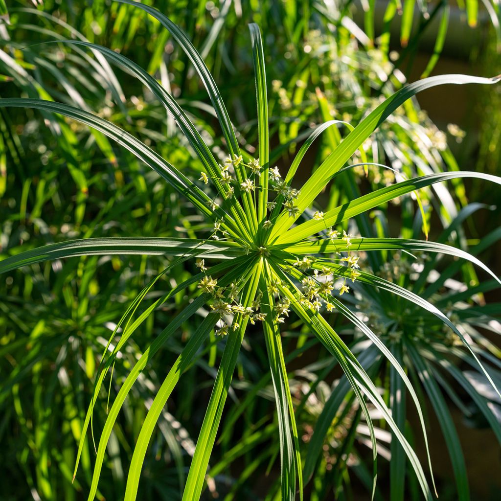 Cyperus involucratus - Cipero a foglie alterne