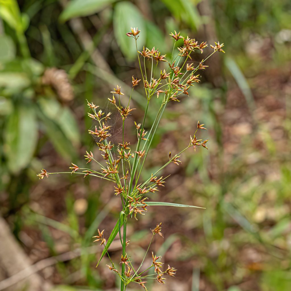 Cyperus longus - Zigolo comune