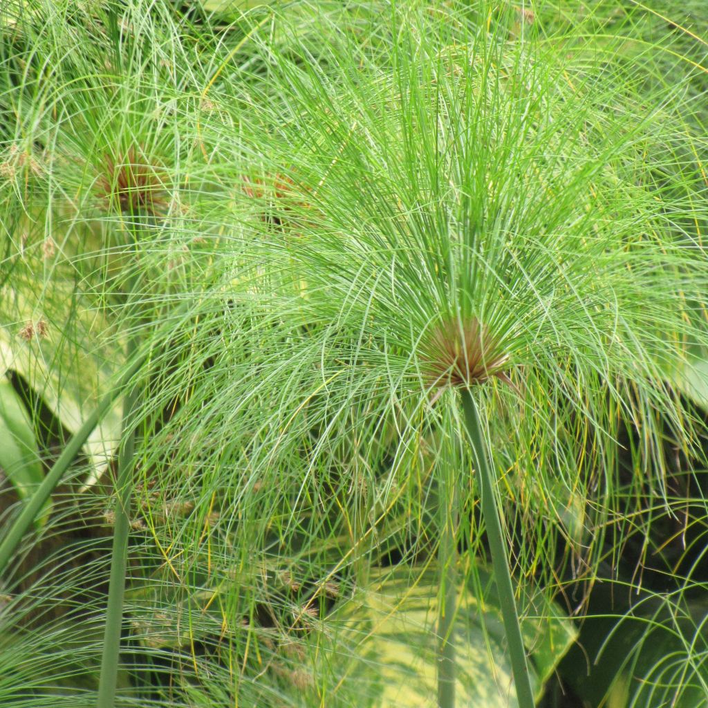 Cyperus papyrus - Papyrus