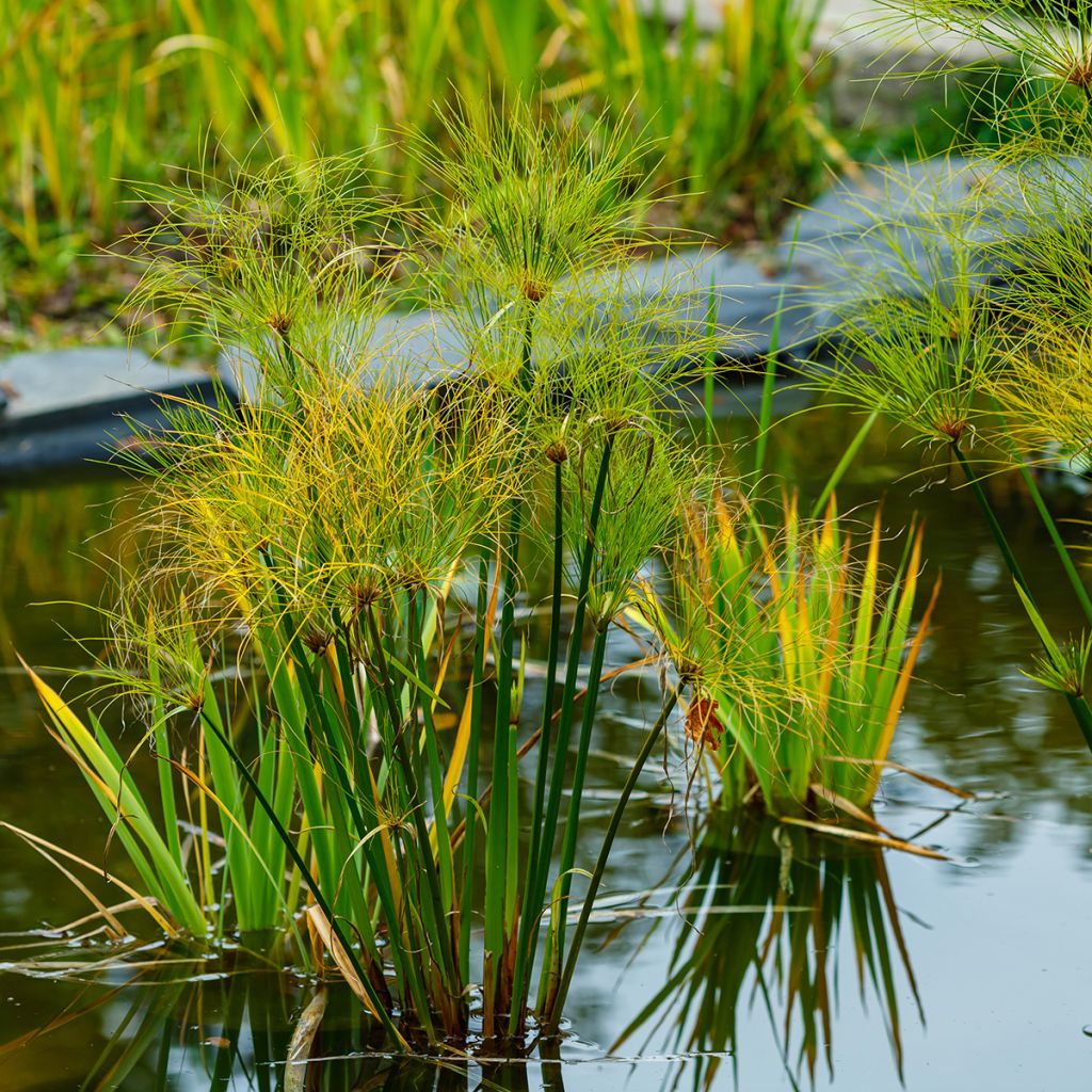 Cyperus papyrus - Papiro