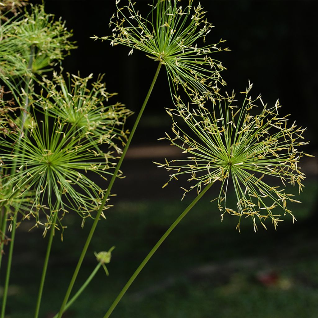 Cyperus prolifer - Papiro