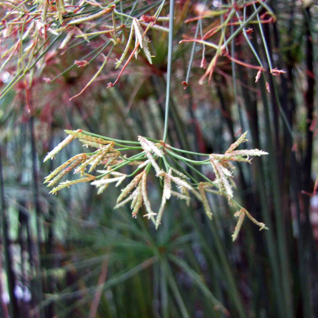 Cyperus prolifer - Papiro