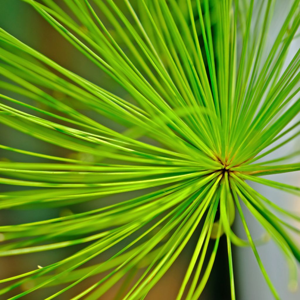 Cyperus prolifer - Papiro