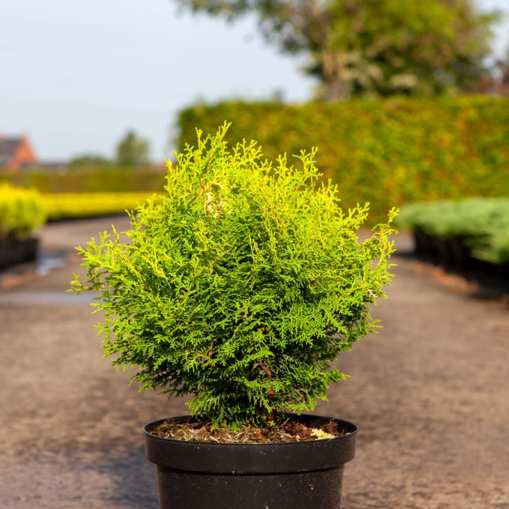 Cyprès hinoki du Japon - Chamaecyparis obtusa Lucas