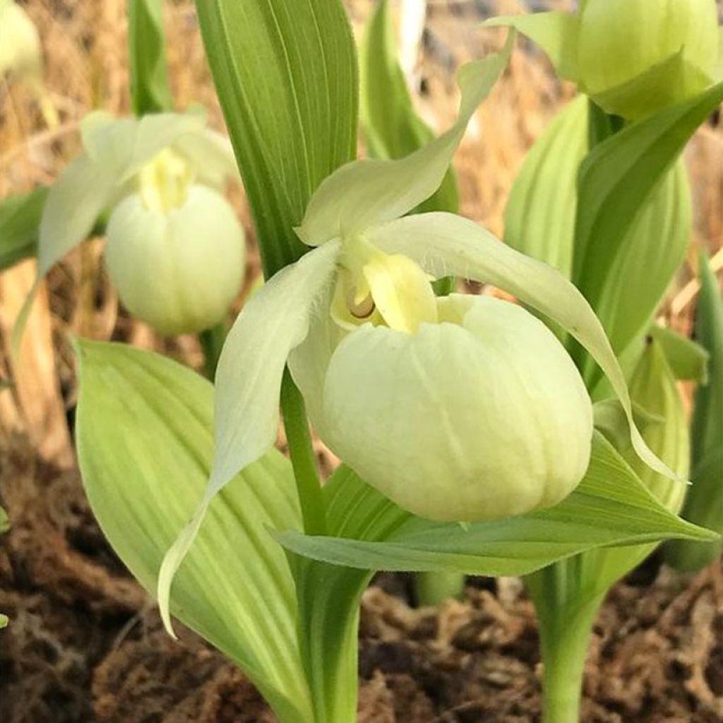 Cypripedium Bernd Pastel