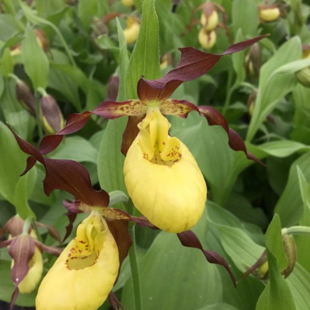 Cypripedium Otto