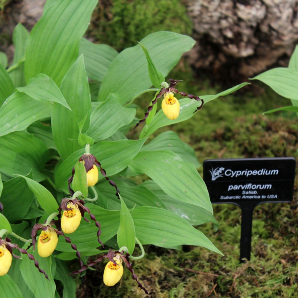 Cypripedium parviflorum var. parviflorum