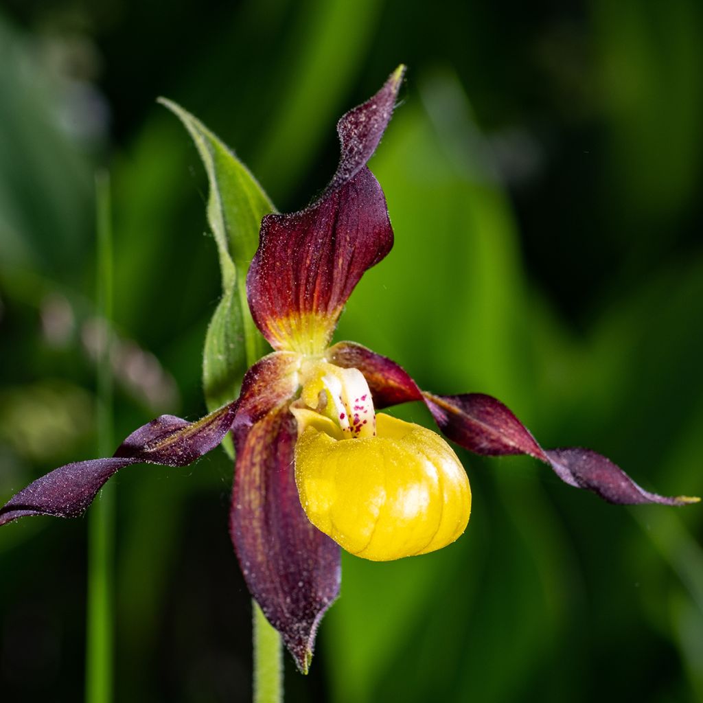 Cypripedium calceolus - Pianelle della Madonna