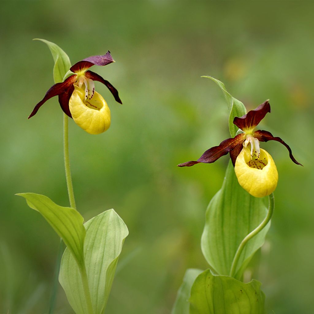 Cypripedium calceolus - Pianelle della Madonna