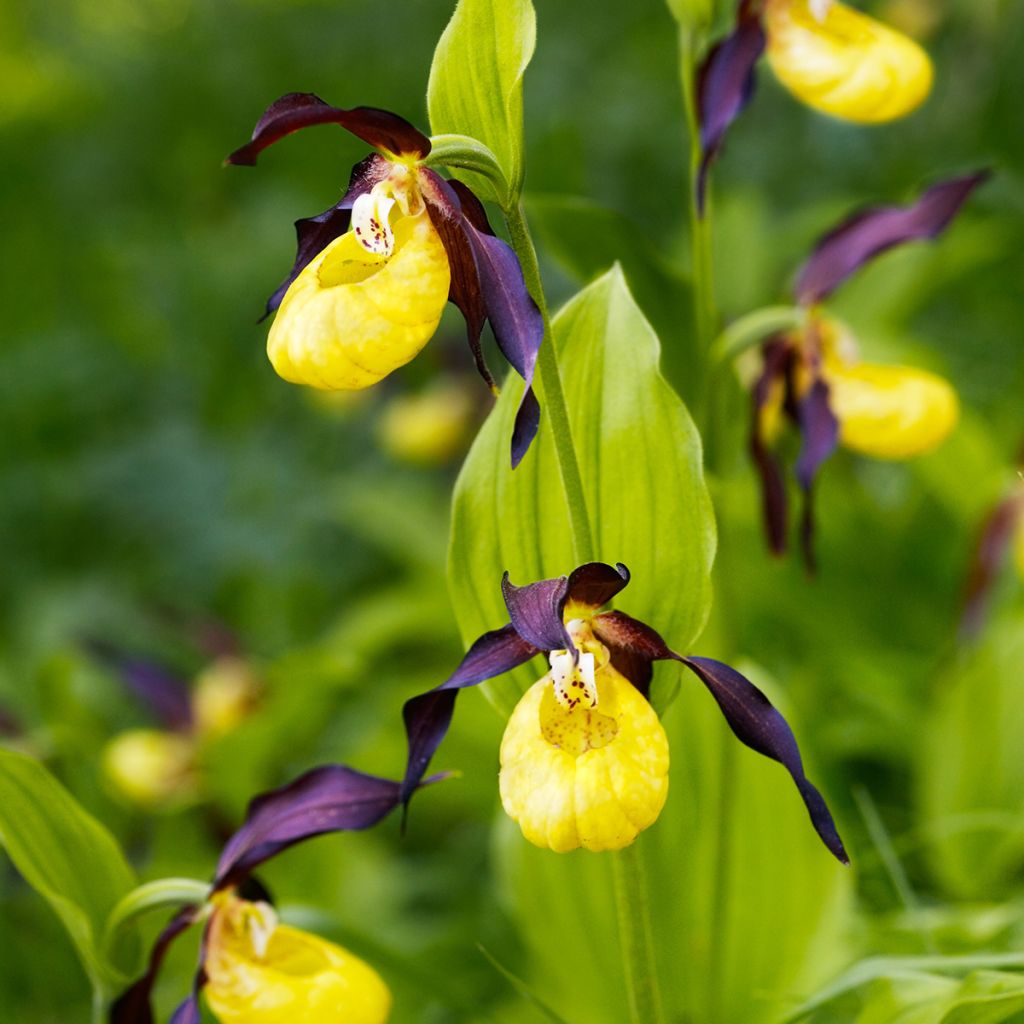 Cypripedium calceolus - Pianelle della Madonna