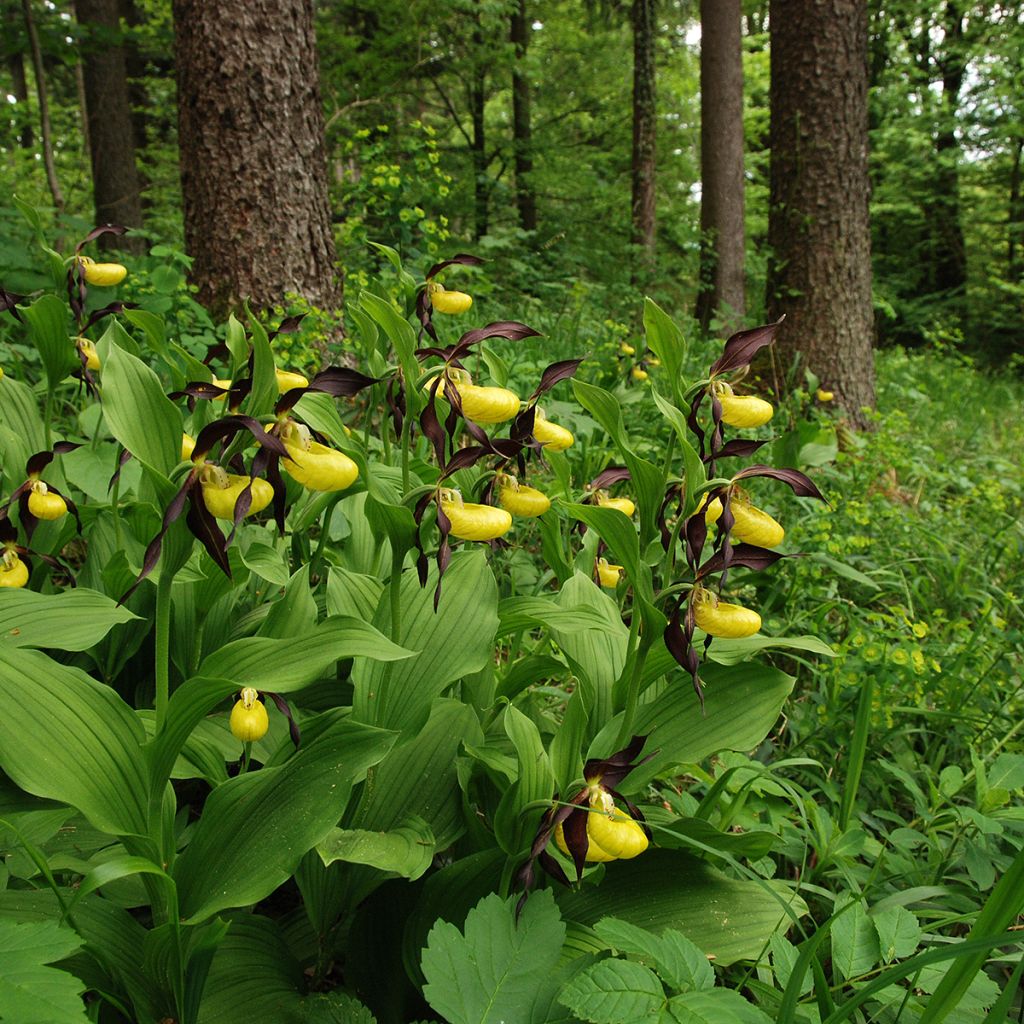 Cypripedium calceolus - Pianelle della Madonna