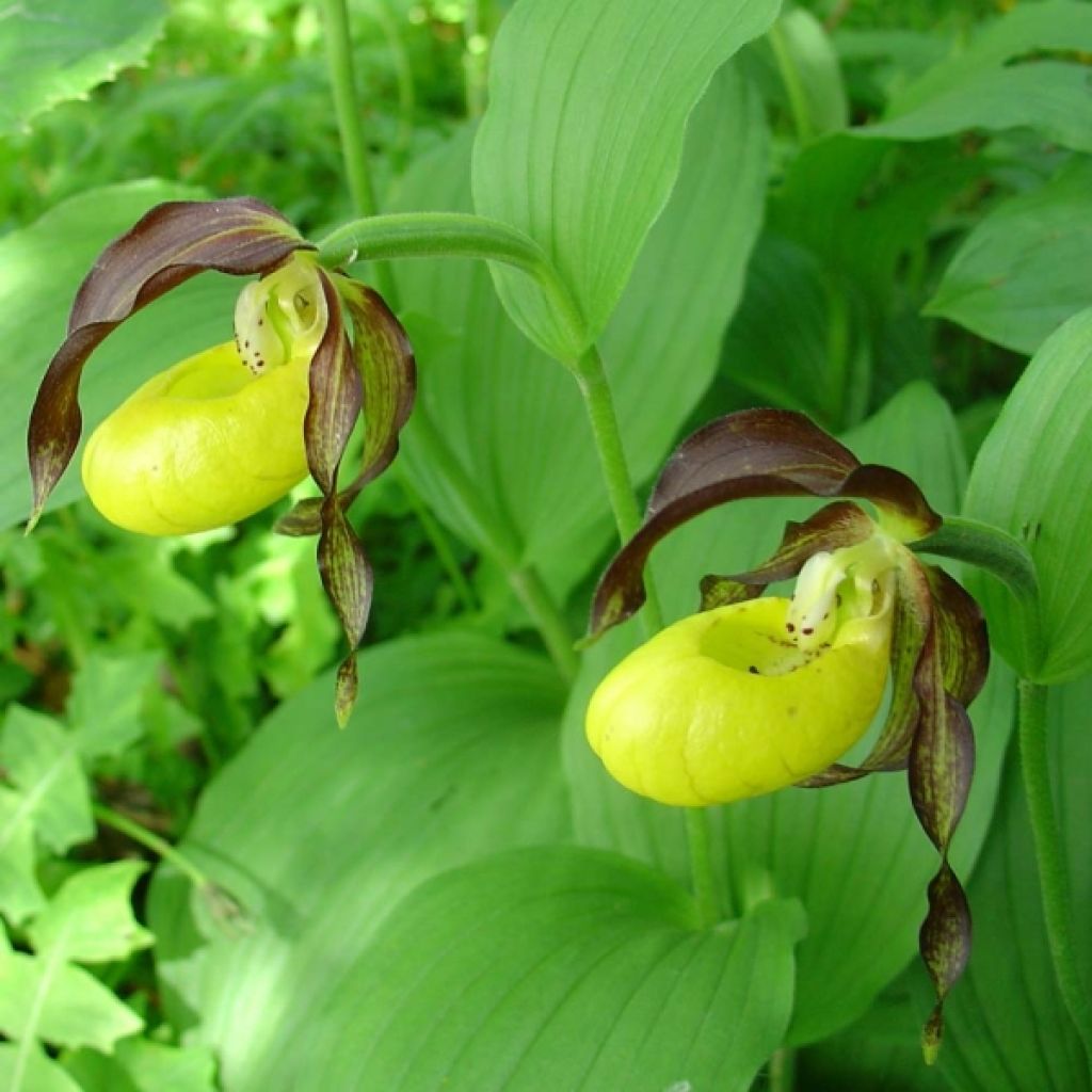 Cypripedium calceolus - Sabot de Venus