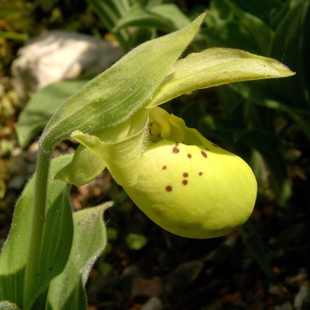 Cypripedium flavum - Sabot de Vénus rose pâle et jaune pâle