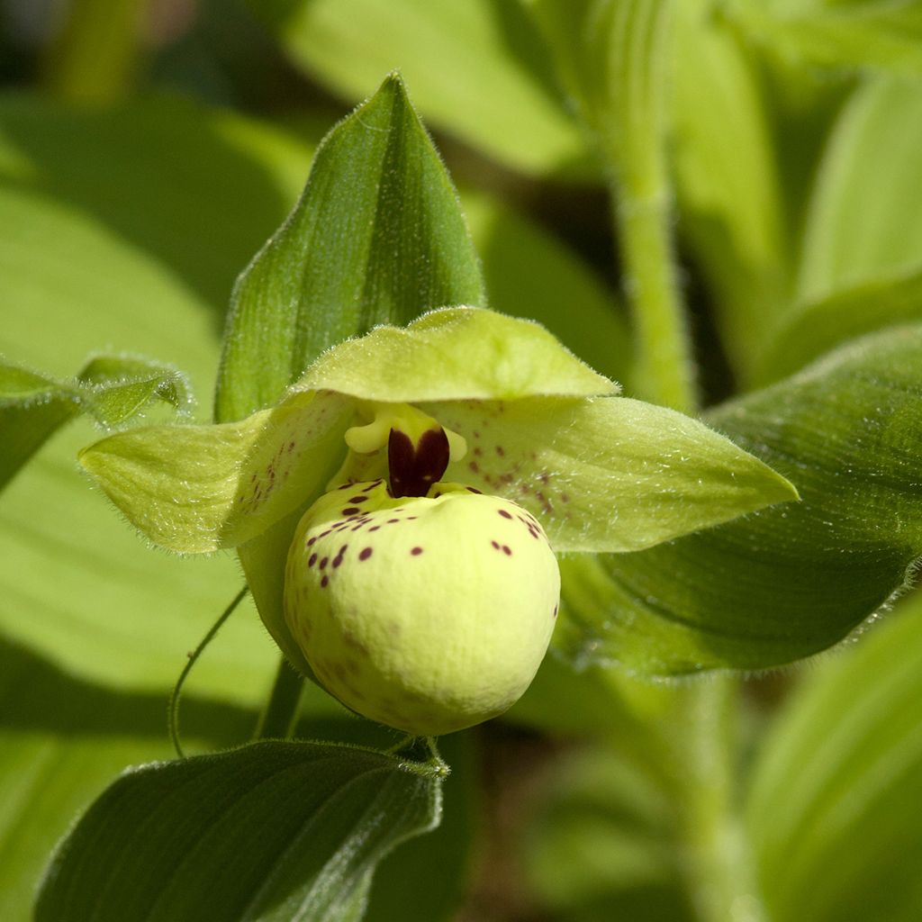 Cypripedium flavum