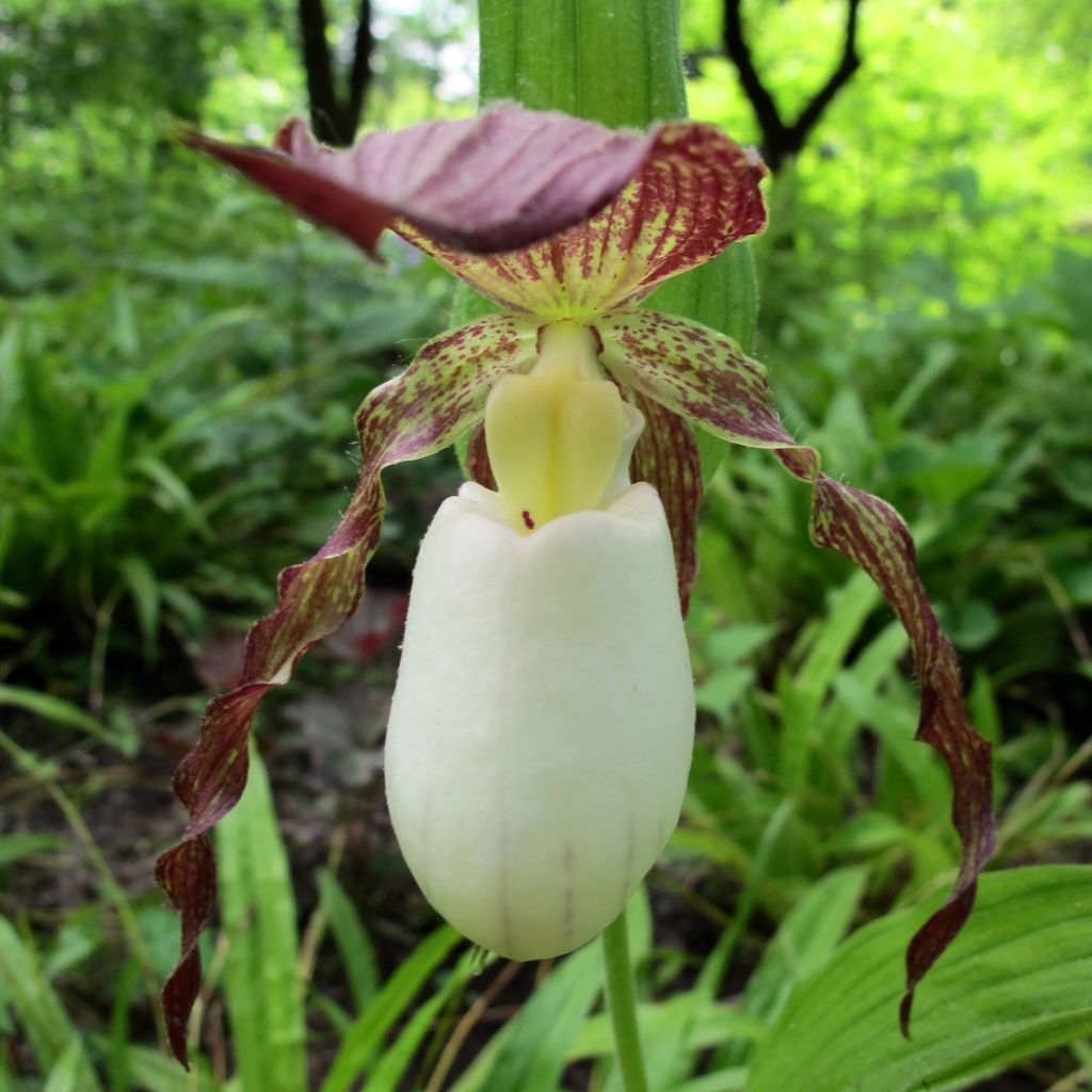 Cypripedium kentuckiense - Sabot de Vénus pourpre et ivoire