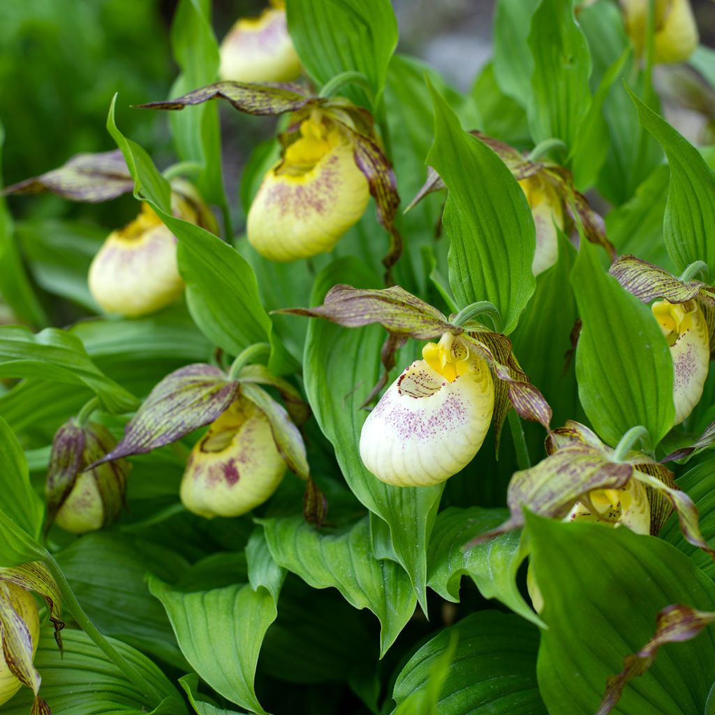 Cypripedium kentuckiense