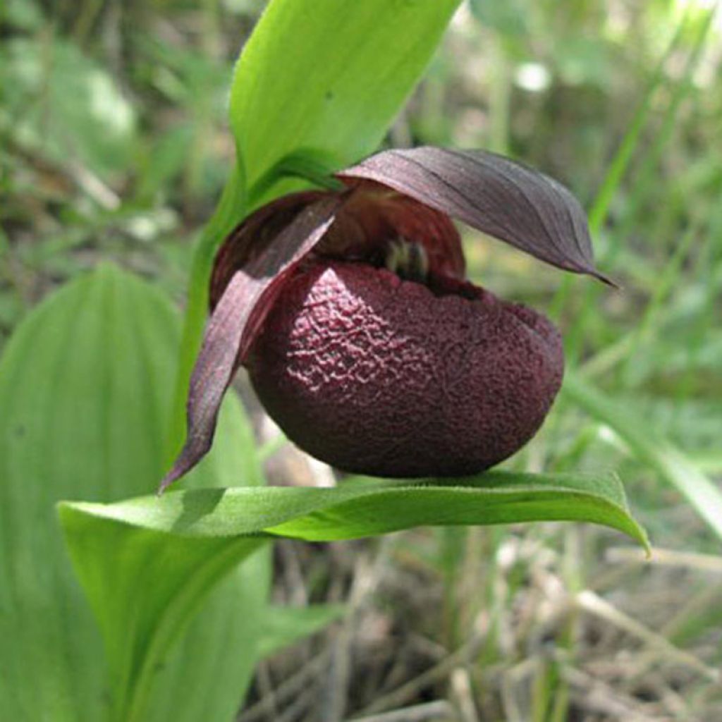 Cypripedium smithii - Sabot de Vénus rouge et pourpre