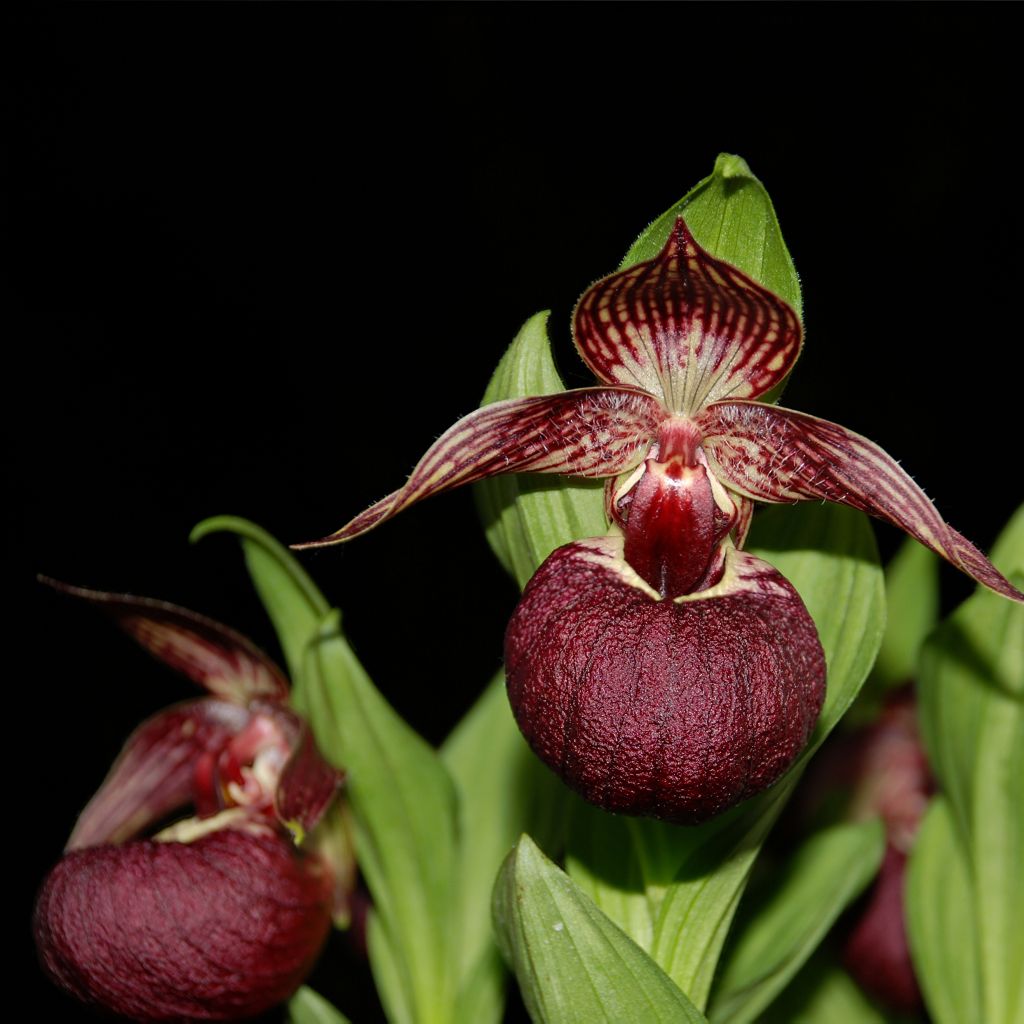 Cypripedium tibeticum - Sabot de Vénus rouge  et pourpre