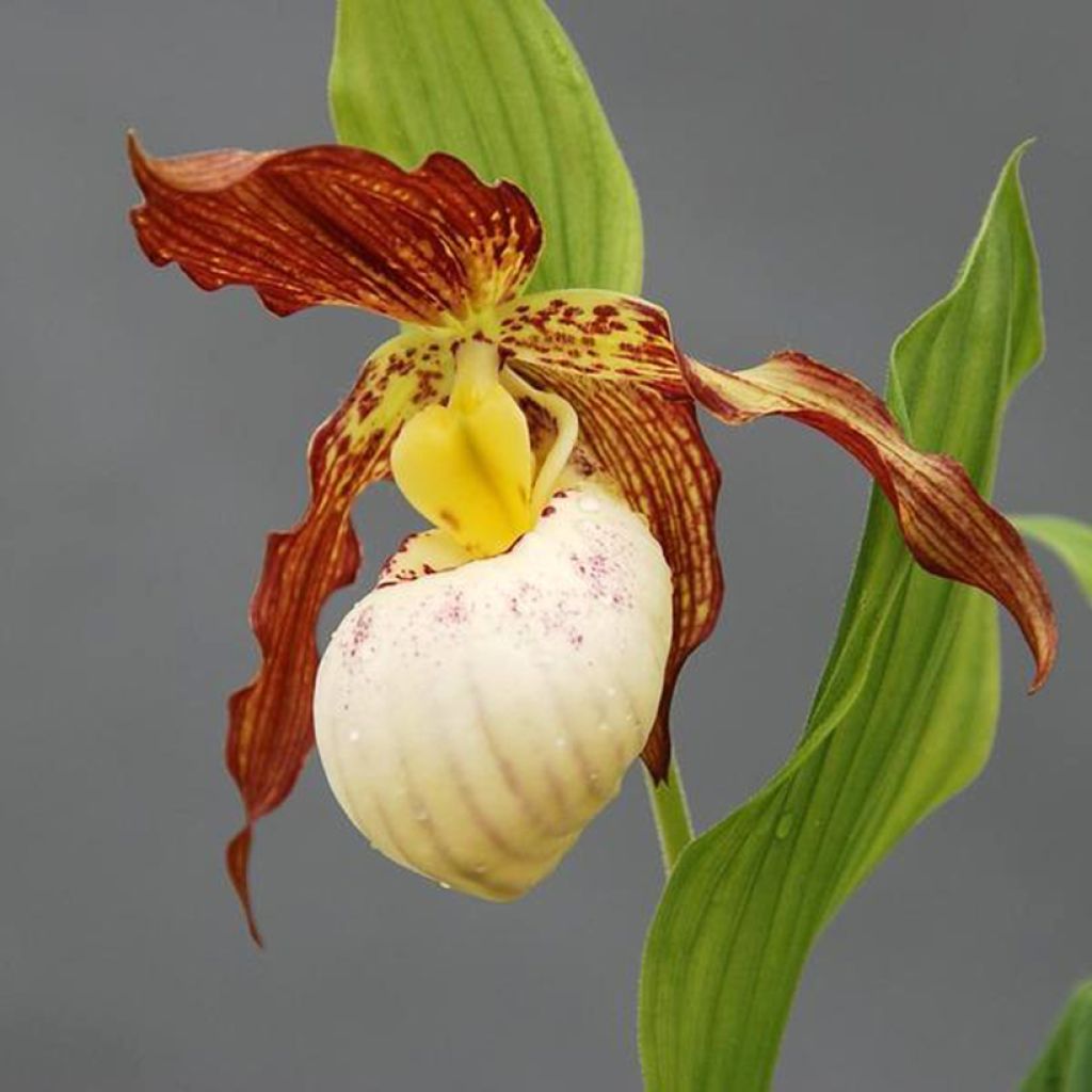 Cypripedium Gabriela