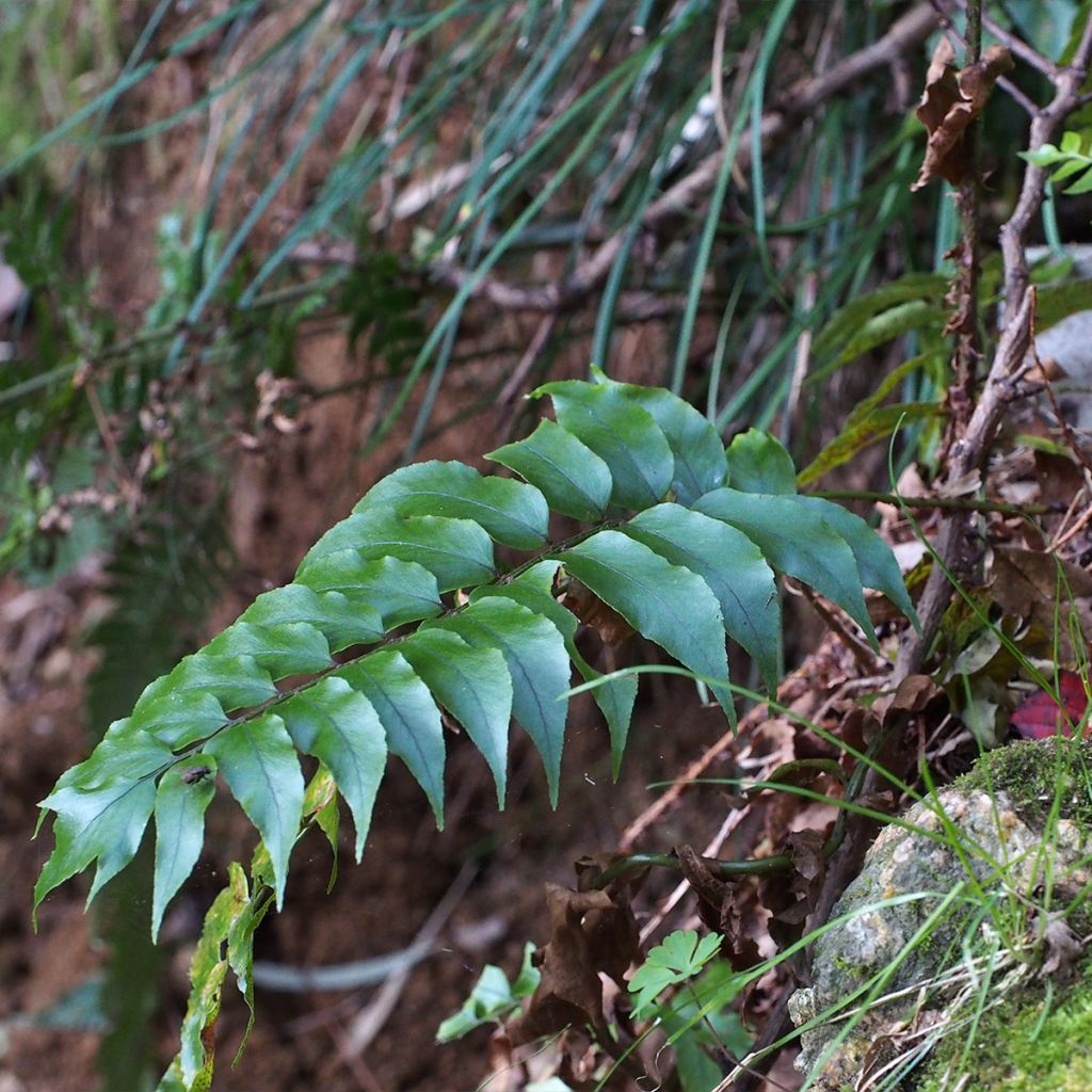 Cyrtomium fortunei - Fougère persistante