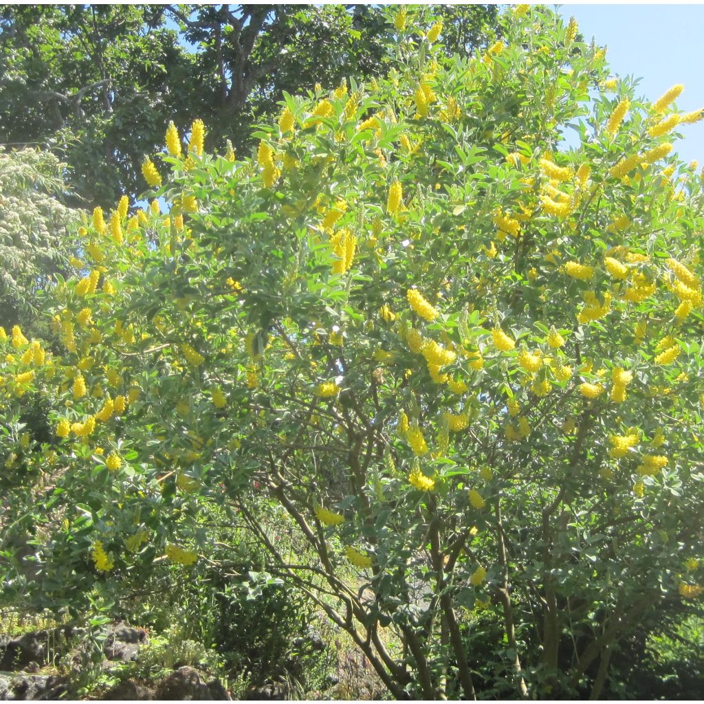 Cytisus battandieri