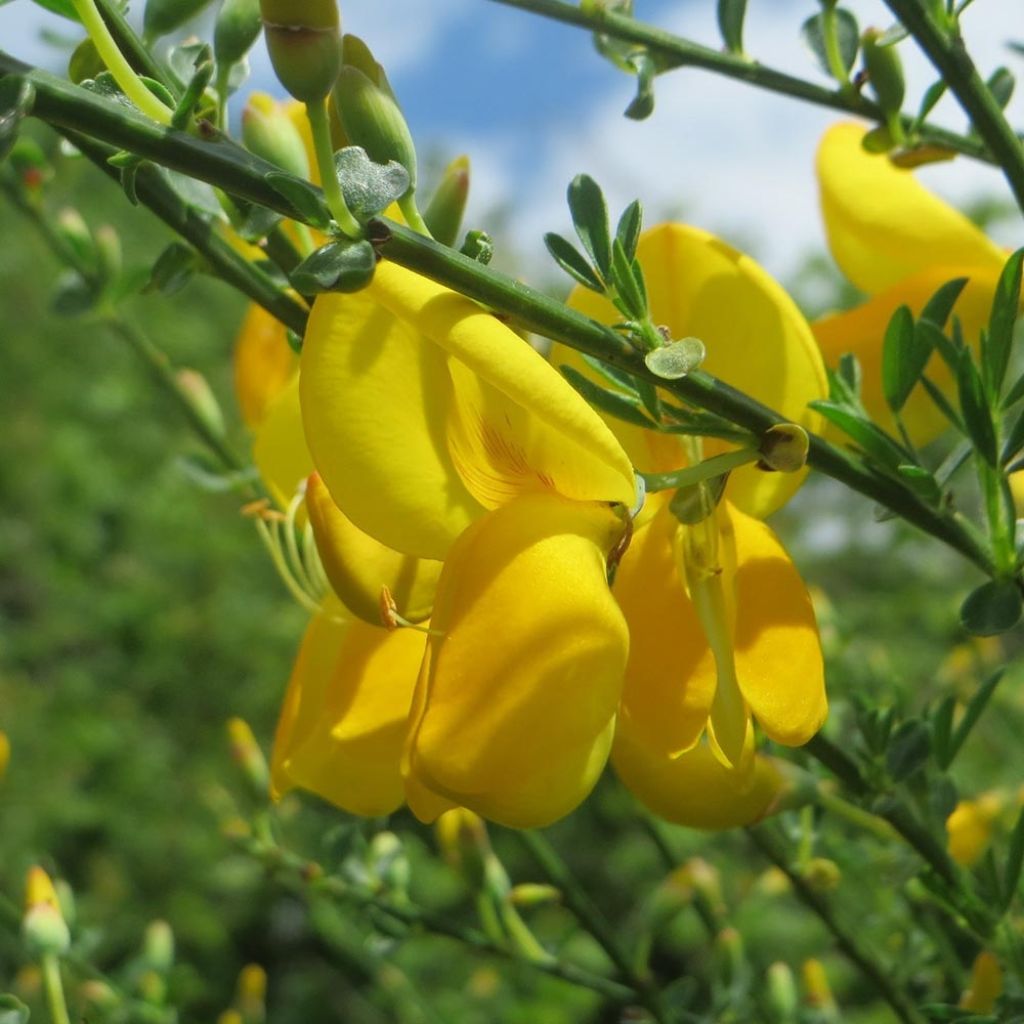 Cytisus scoparius Golden Sunlight - Ginestra dei carbonai