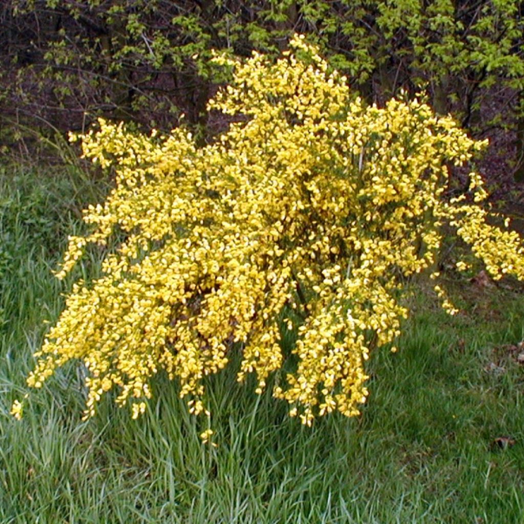 Cytisus scoparius Golden Sunlight - Ginestra dei carbonai