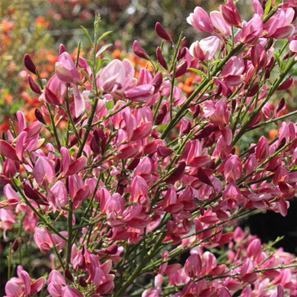 Cytisus praecox Hollandia - Citiso