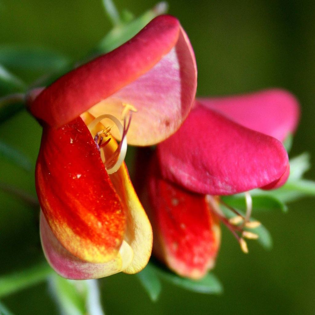 Cytisus praecox Hollandia - Citiso