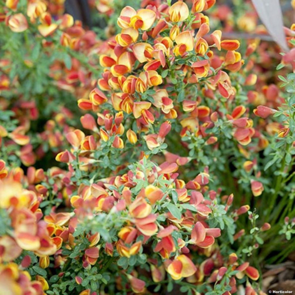 Cytisus scoparius Cytisus Lena - Ginestra dei carbonai