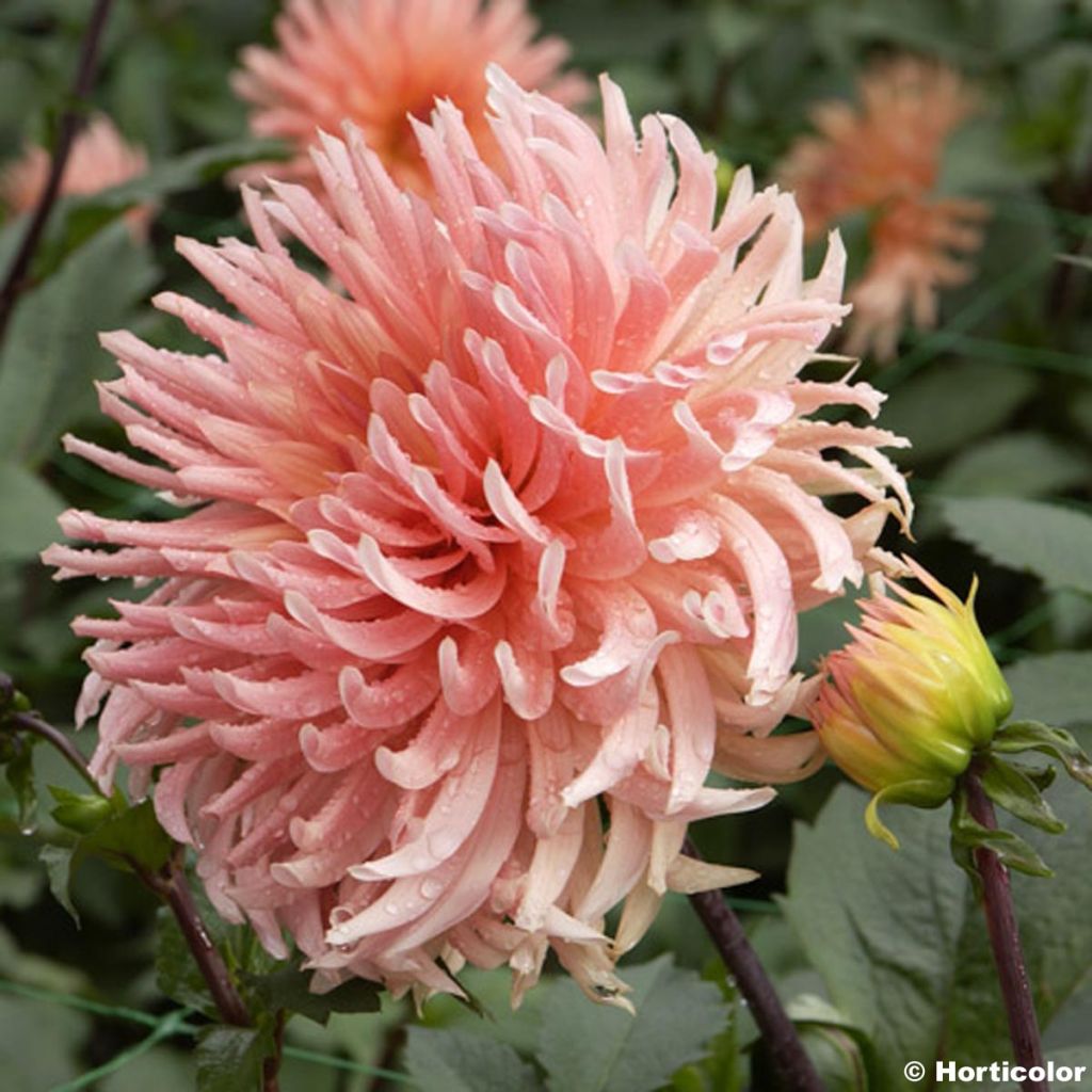 Dahlia cactus Soeur Clarentine