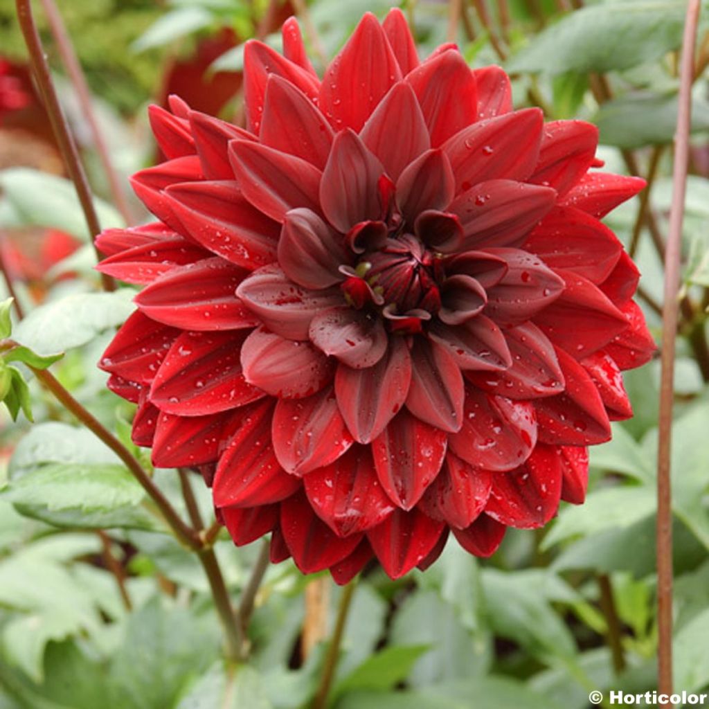 Dahlia Charles de Gaulle