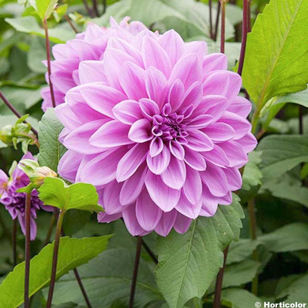 Dahlia Lilac Time