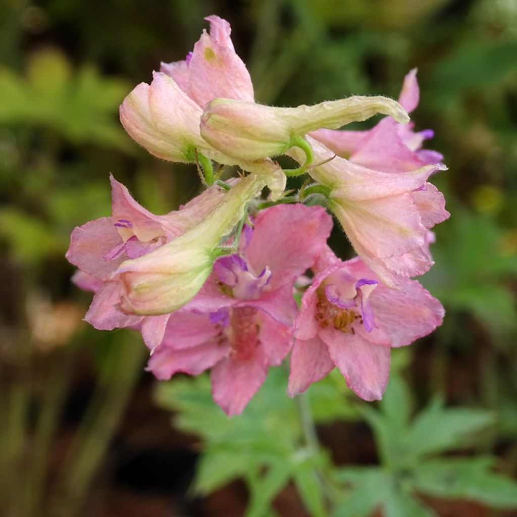 Delphinium ruysii Pink Sensation - Speronella