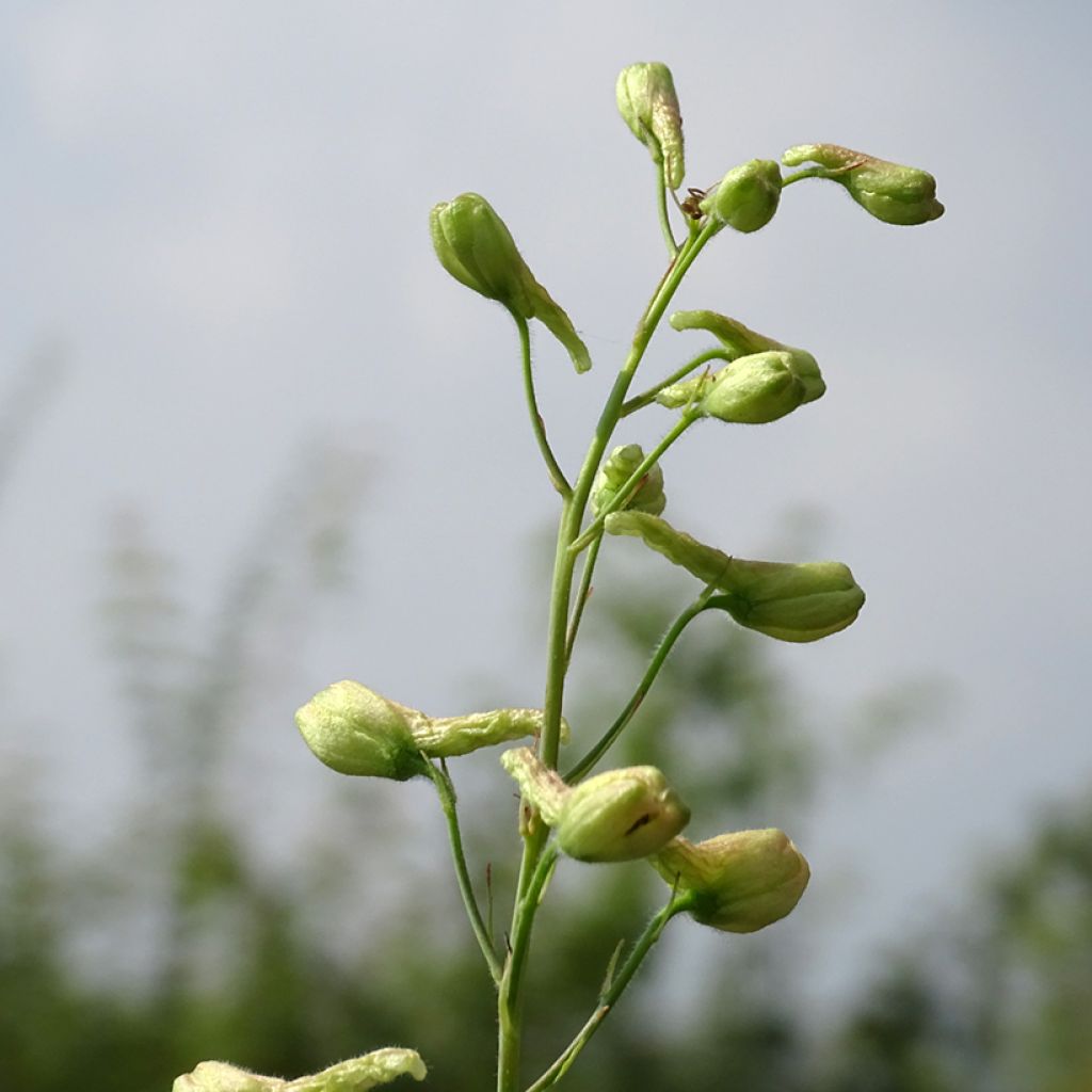 Delphinium ruysii Pink Sensation - Speronella