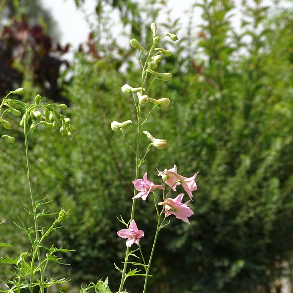 Delphinium ruysii Pink Sensation - Speronella