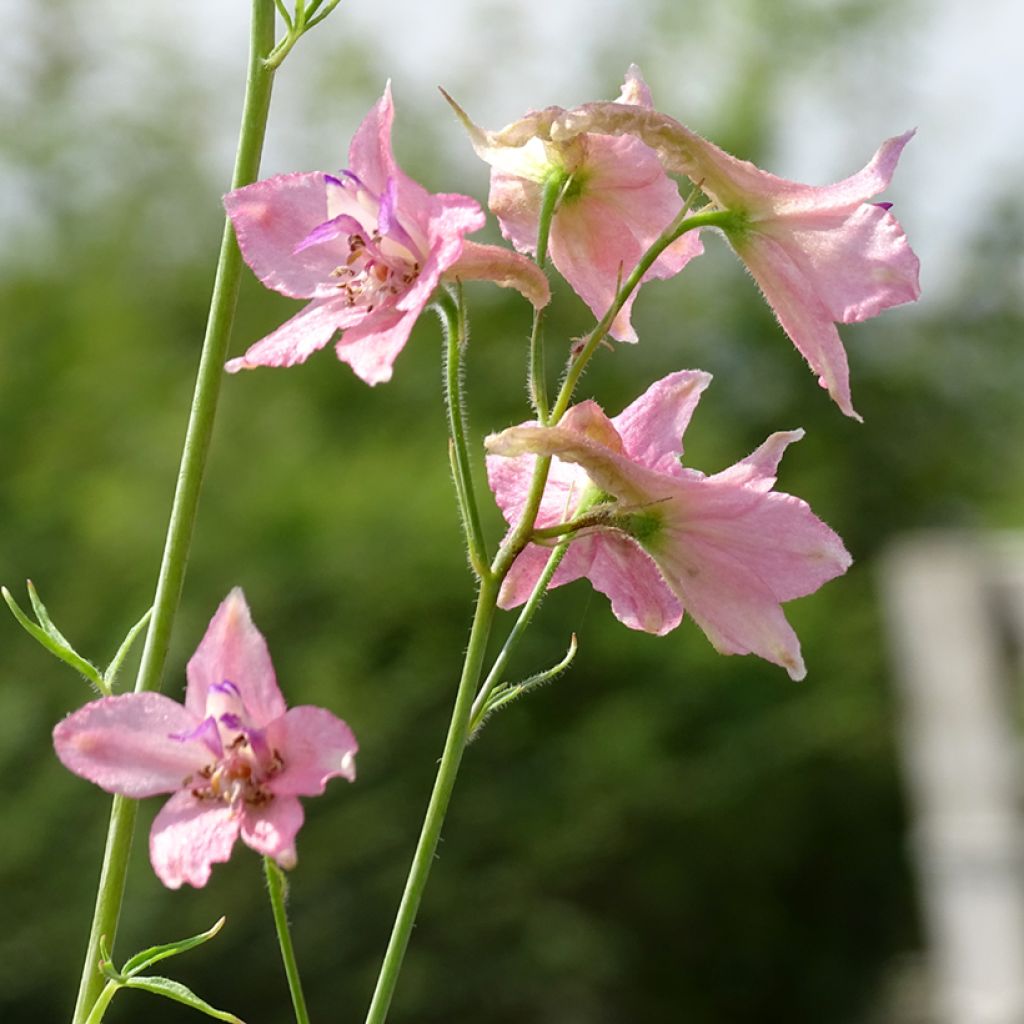 Delphinium ruysii Pink Sensation - Speronella