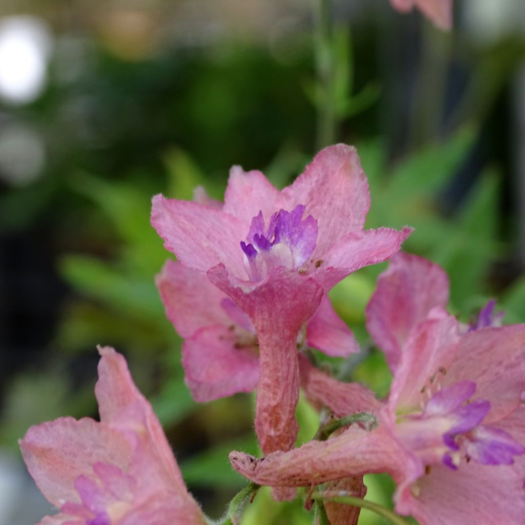 Delphinium ruysii Pink Sensation - Speronella