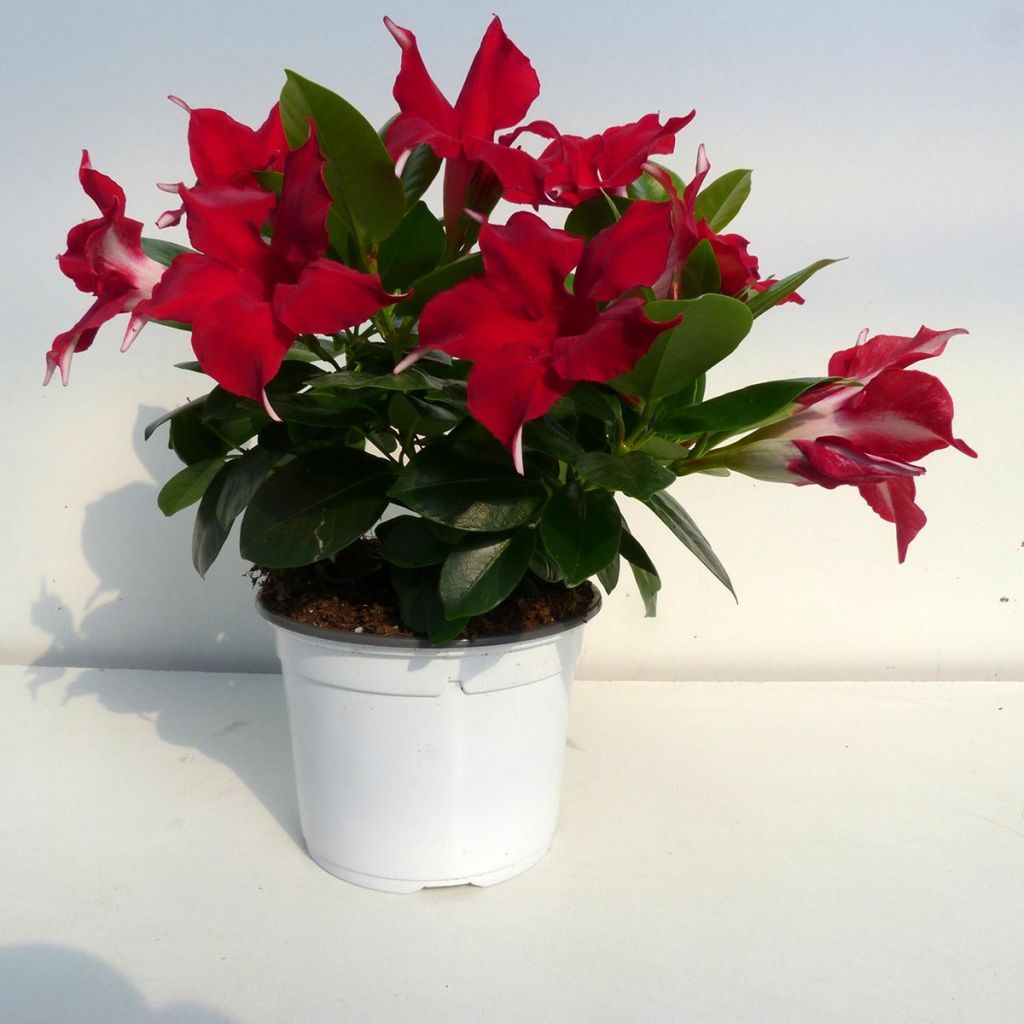 Dipladenia Diamantina Jade Red