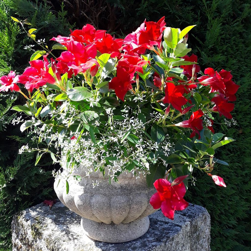 Dipladenia Diamantina Jade Red