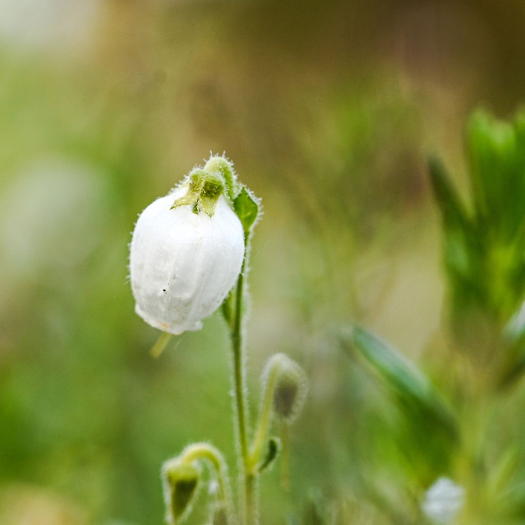 Daboecia cantabrica Alba